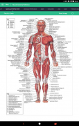 Muscle Anatomy Reference Guide screenshot 11