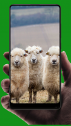 Sheep Wallpaper screenshot 12