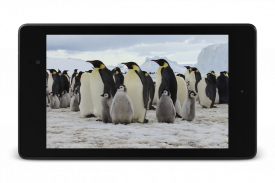Penguin hidup wallpaper screenshot 12