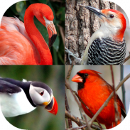 Bird World - Quiz about Famous Birds of the Earth screenshot 5