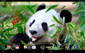 Panda Live Wallpaper screenshot 2