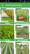 Paddy Expert System screenshot 2