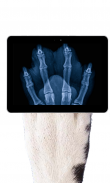 Pet Xray- Prank screenshot 4