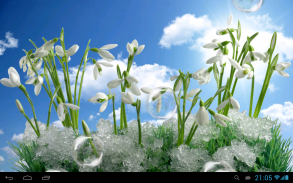 Perce-neige fond d'écran animé screenshot 3