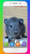 Guinea Pig Wallpaper screenshot 1