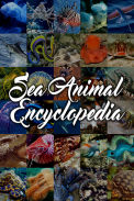 Sea Animal Encyclopedia screenshot 3