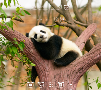 Cute Wallpaper Napping Panda Theme screenshot 0