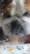 Dog Licks Screen Video LWP screenshot 1