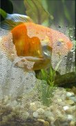 Aquarium Gold Fishes LWP screenshot 2