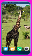 Giraffe Wallpaper screenshot 6