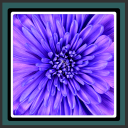 живые обои фиолетовый цветок Icon