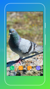 Pigeon Wallpaper screenshot 13