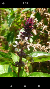 Plants Of Greece screenshot 2