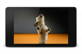 Dog Licks Screen 4K Wallpaper screenshot 1