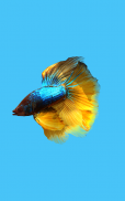 Betta Fish 3D Lite screenshot 7