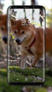 Shiba Inu Wallpaper screenshot 2