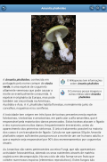 Cogumelos screenshot 12