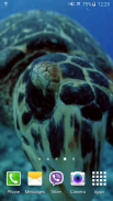 Turtle 4K Video Live Wallpaper screenshot 4