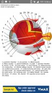 Human Anatomy: Body Parts Guide screenshot 1