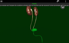 Organes Internes en 3D (Anatomie) screenshot 15