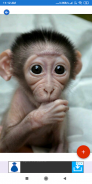 Monkey Wallpapers: HD images, Free Pics download screenshot 4