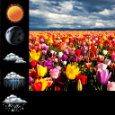 Flower Field Weather Widget