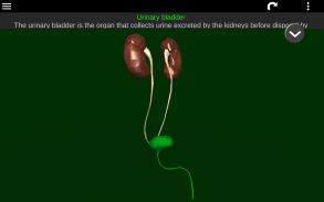 Internal Organs in 3D (Anatomy) screenshot 5