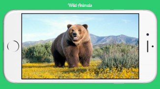 Wild Animals screenshot 2