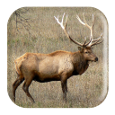 Elk Sounds Icon