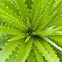 Aloevera Ke Fayde Icon