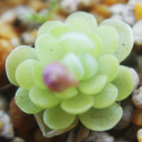 Pinguicula vulgaris cultivatio