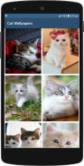 Cute Cat HD Wallpapers screenshot 5