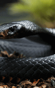 Snake Wallpapers screenshot 1