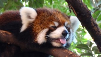 Red Panda Live Wallpaper | Download APK for Android Aptoide