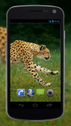 4K Cheetah Sprint Video Live Wallpaper screenshot 2