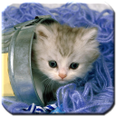 Kitten - HD Wallpapers Icon