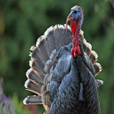 Turkey Sounds