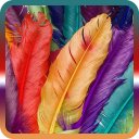 Beautiful Birds Feathers Collection