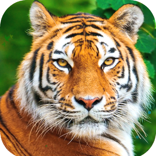 Tiger Pics Wallpaper (62+ images)