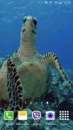 Turtle 4K Video Live Wallpaper screenshot 3