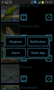 Bird Sounds & Ringtones screenshot 2