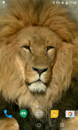 Lion HD Live Wallpaper screenshot 0