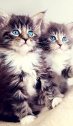 Kittens And Cats Jigsaw Puzzles screenshot 8