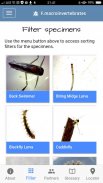 Freshwater Macroinvertebrates screenshot 12