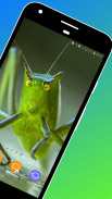 Grasshopper Wallpaper screenshot 1