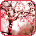 cherry blossom wallpaper hidup