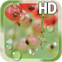 Water Drops Berry LWP Icon