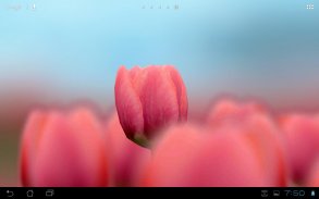 3D Tulip Live Wallpaper screenshot 1