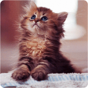 Lovely Kitten Live Wallpaper Icon