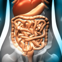 Gastrointestinal System